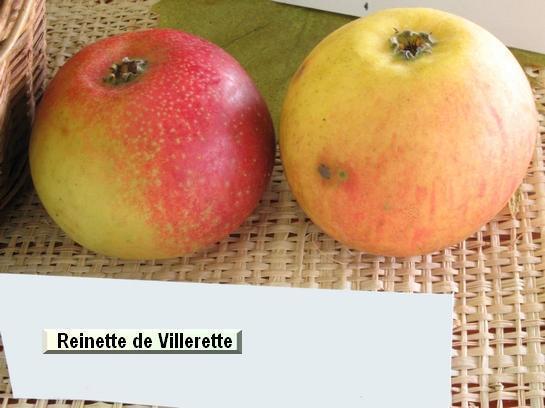 Pomme_qu Reinette de Villerette