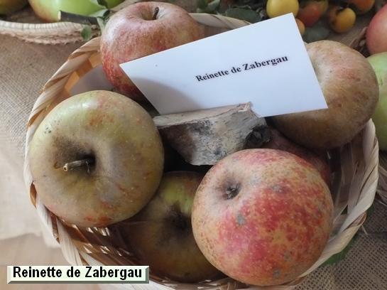 Pomme_qu Reinette de Zabergau