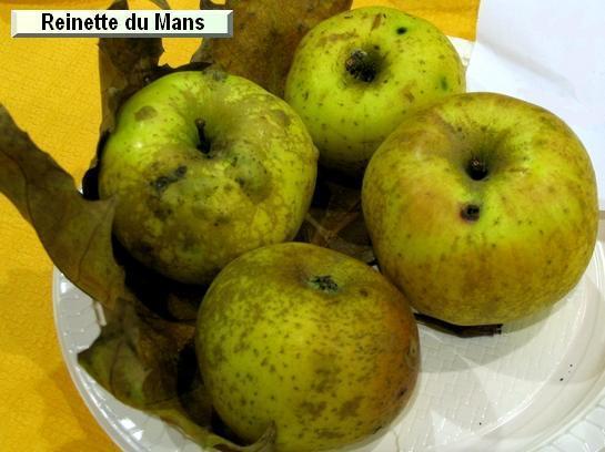 Pomme_qu Reinette du Mans