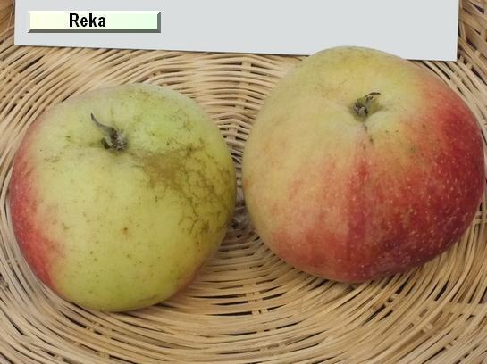 Pomme_qu Reka