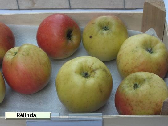 Pomme_qu Relinda®