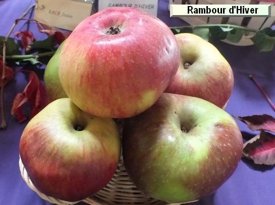 Pomme_qu Rambour d'hiver (ou rouge)