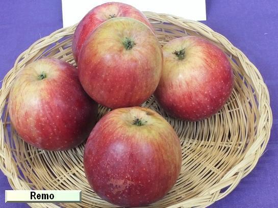 Pomme_qu Remo