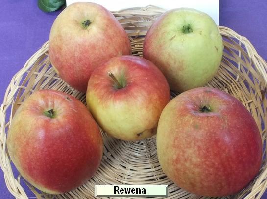 Pomme_qu Rewena®