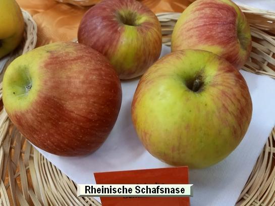 Pomme_qu Rheinische Schafsnase
