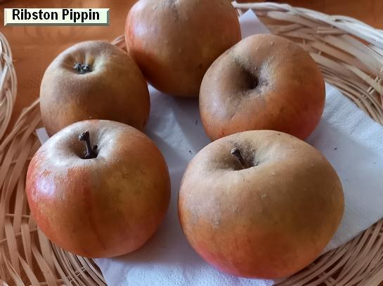 Pomme_qu Ribston Pippin