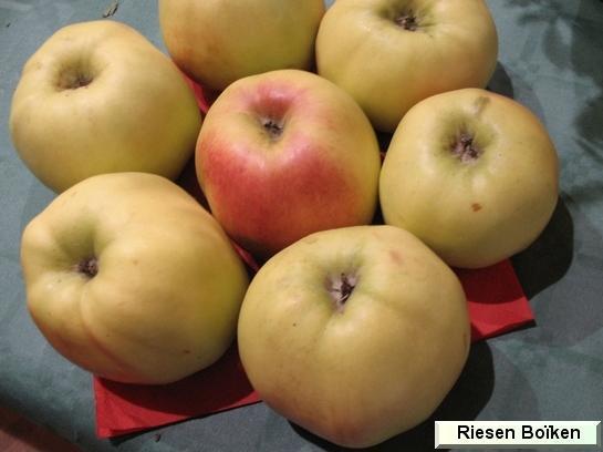 Pomme_qu Riesen Boïken