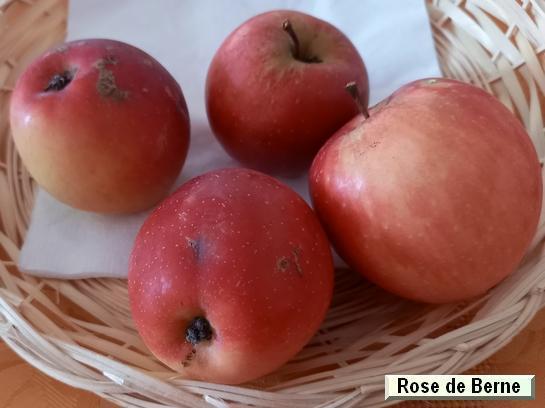Pomme_qu Rose de Berne