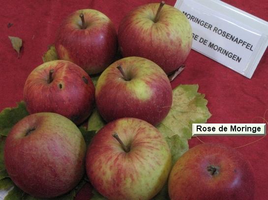 Pomme_qu Rose de Moringe