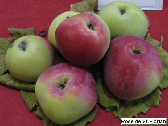 Pomme_qu Rose de Saint Florian