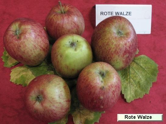 Pomme_qu Rote Walze