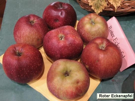 Pomme_qu Roter Eckapfel