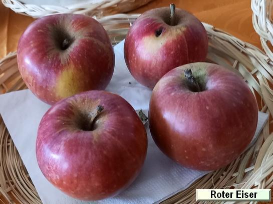 Pomme_qu Roter Eiser Apfel