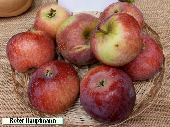 Pomme_qu Roter Hauptmann