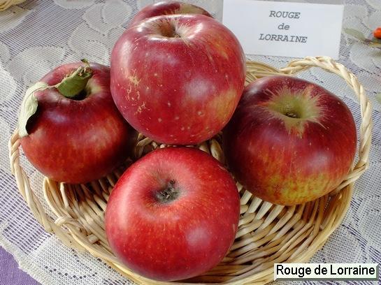 Pomme_qu Rouge de Lorraine