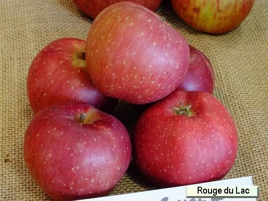 Pomme_qu Rouge du Lac