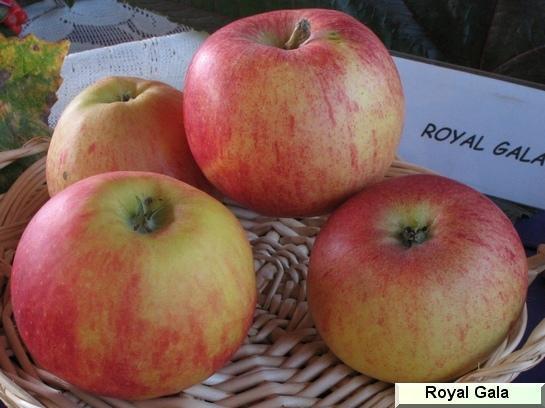 Pomme_qu Royal Gala