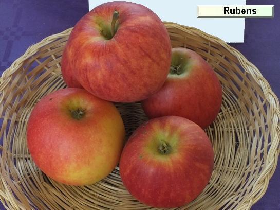 Pomme_qu Rubens® Civni