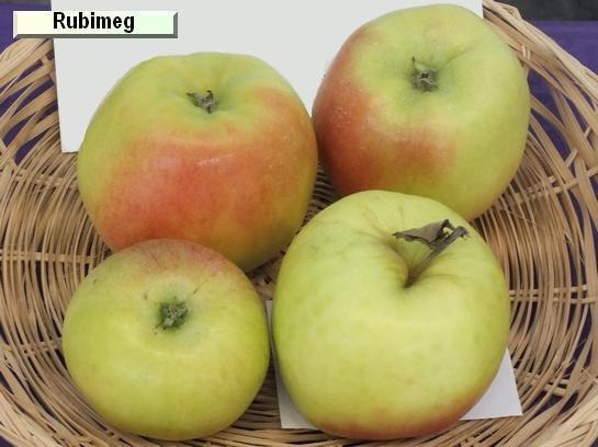 Pomme_qu Rubimeg