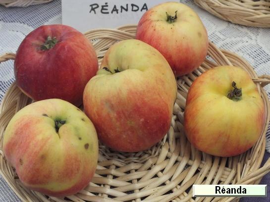 Pomme_qu Reanda