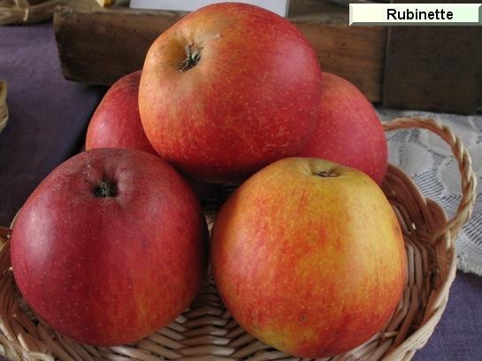 Pomme_qu Rubinette® (ou Rafzubin)