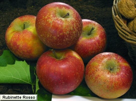 Pomme_qu Rubinette® Rosso Rafzubek