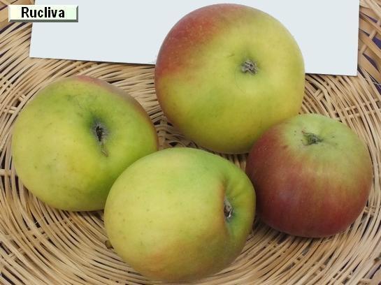 Pomme_qu Rucliva