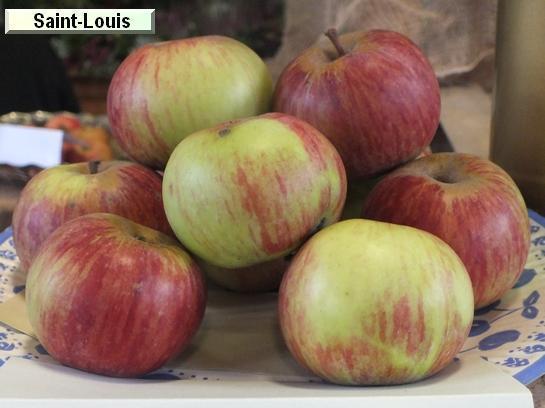 Pomme_qu Saint-Louis