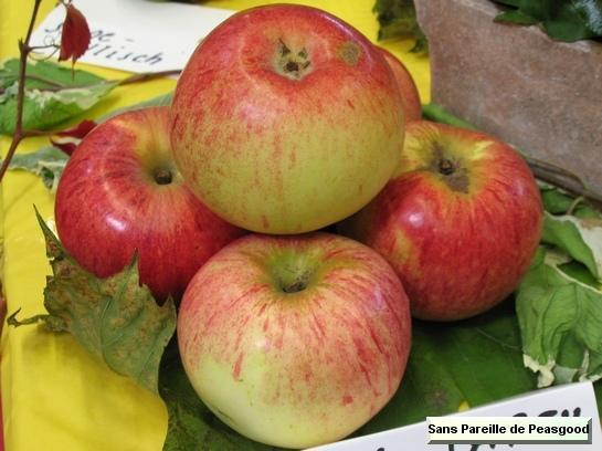 Pomme_qu Sans Pareille de Peasgood