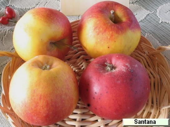 Pomme_qu Santana®