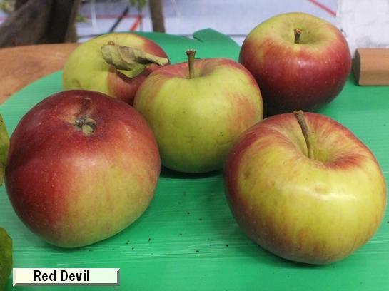 Pomme_qu Red Devil