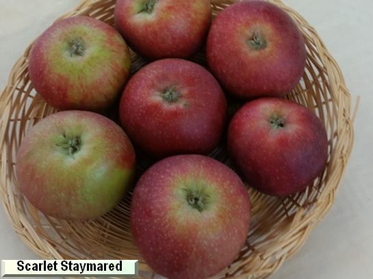 Pomme_qu Scarlet Staymared