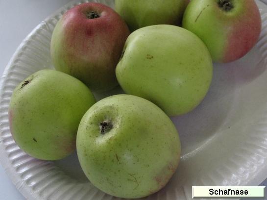 Pomme_qu Schafsnase
