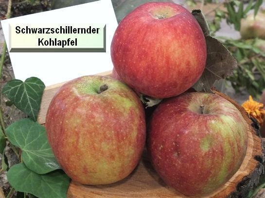 Pomme_qu Schwarz schillernder Kohlapfel