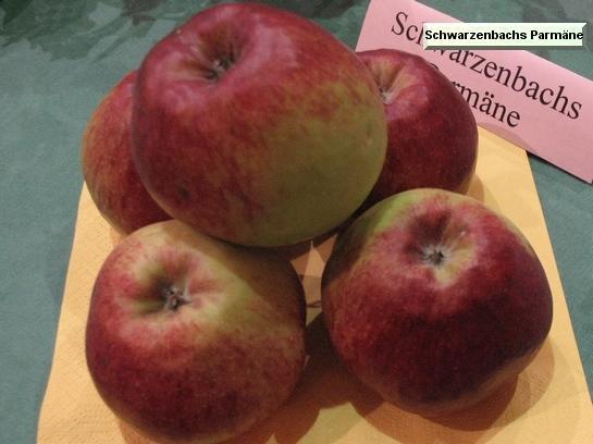Pomme_qu Schwarzenbachs Parmäne