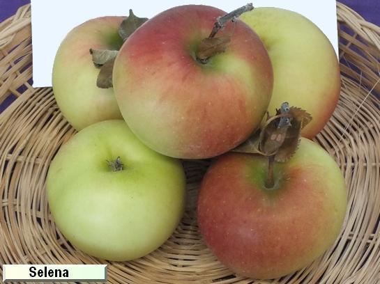 Pomme_qu Selena