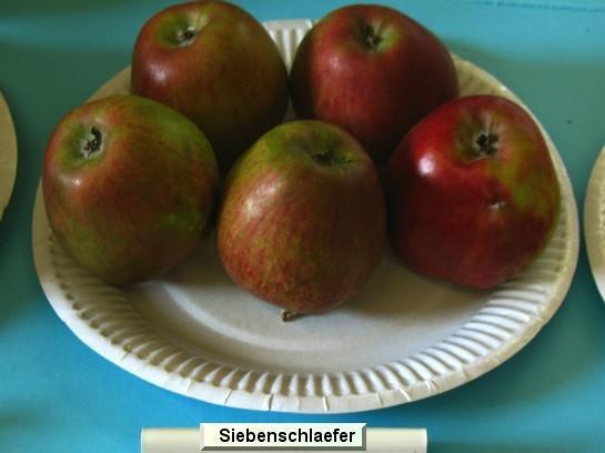 Pomme_qu Siebenschläfer
