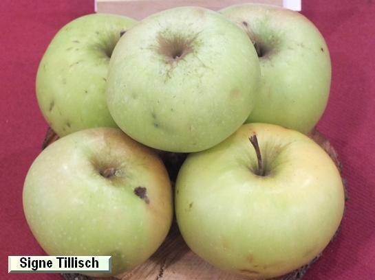 Pomme_qu Signe Tillish