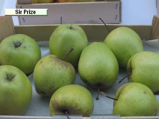Pomme_qu Sir Prize