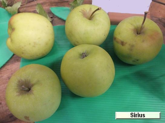 Pomme_qu Sirius