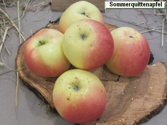 Pomme_qu Sommerquittenapfel