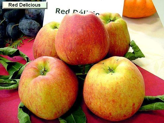 Pomme_qu Red Délicious