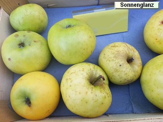 Pomme_qu Sonnenglanz®