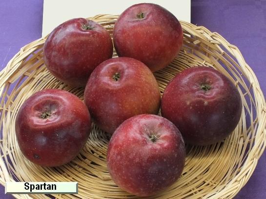 Pomme_qu Spartan