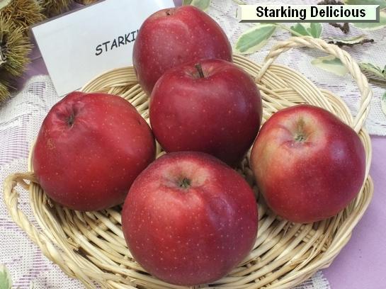 Pomme_qu Starking Delicious