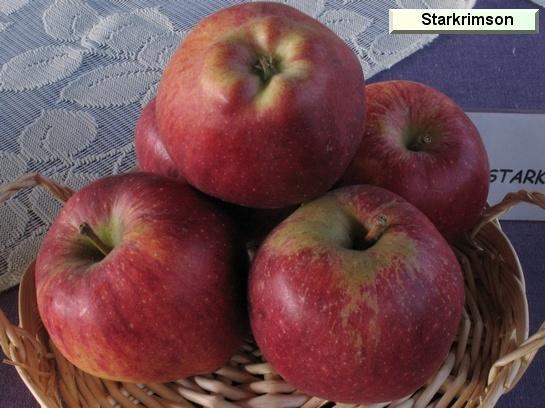 Pomme_qu Starkrimson Delicious