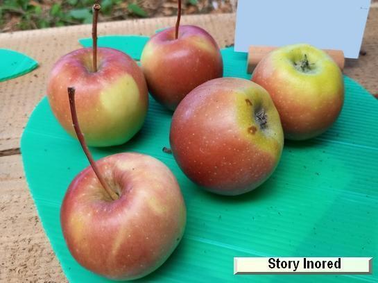 Pomme_qu Story® Inored c.o.v.