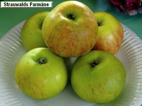 Pomme_qu Strauwalds Parmäne