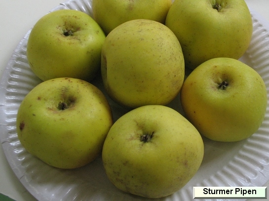 Pomme Sturmer Pippin