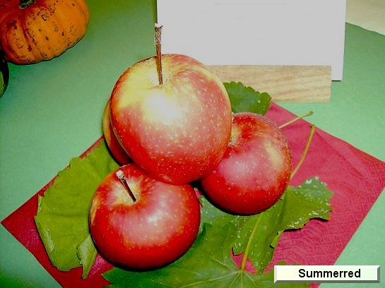 Pomme Summerred